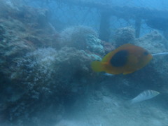 Amphiprion ephippium