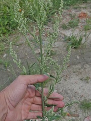 Chenopodium