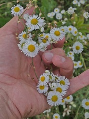 Erigeron annuus