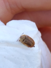 Hypocassida meridionalis