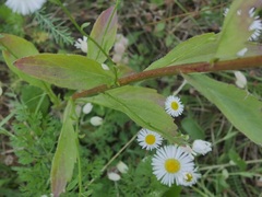 Erigeron annuus
