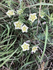 Chamaesaracha edwardsiana