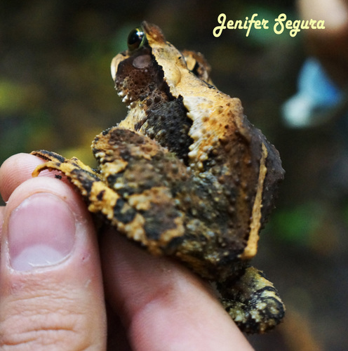 Mountain Toad