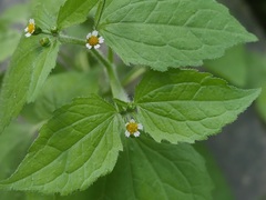 Galinsoga quadriradiata