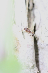 Tetramorium lanuginosum