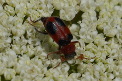 Collops quadrimaculatus
