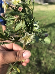 Chamaesaracha edwardsiana