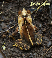 Mountain Toad photo 1