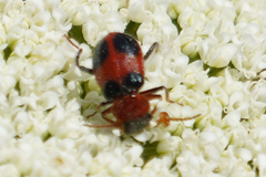 Collops quadrimaculatus