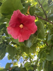 Thespesia grandiflora