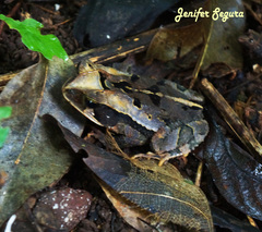 Mountain Toad photo 3