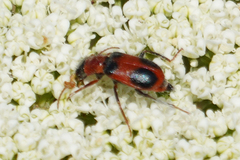 Collops quadrimaculatus
