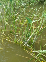 Sagittaria sagittifolia