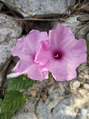 Ipomoea jalapa