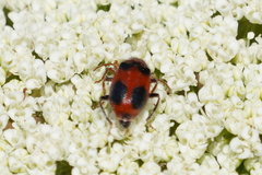 Collops quadrimaculatus