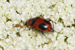 Collops quadrimaculatus