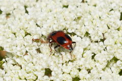 Collops quadrimaculatus