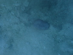 Holothuria edulis