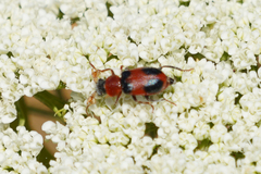 Collops quadrimaculatus