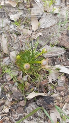 Serruria furcellata