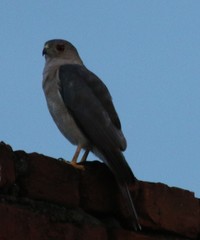 Accipiter badius