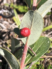 Euura collactanea