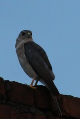 Accipiter badius