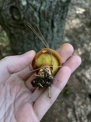 Buchwaldoboletus lignicola