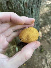 Buchwaldoboletus lignicola