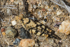 Trimerotropis albescens