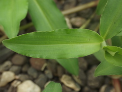 Commelina forskaolii