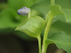 Commelina forskaolii