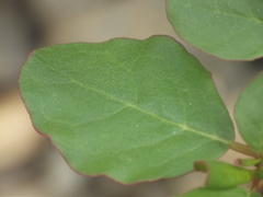 Trianthema