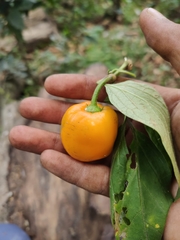 Capsicum chinense