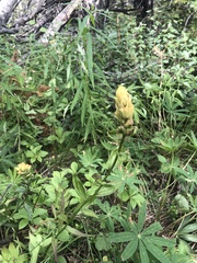 Castilleja unalaschcensis