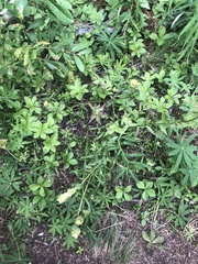 Castilleja unalaschcensis