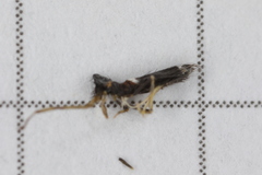 Entomobrya dorsalis