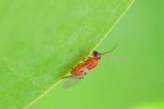 Callirhytis rufescens