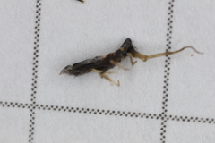 Entomobrya dorsalis
