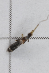 Entomobrya dorsalis