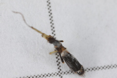 Entomobrya dorsalis