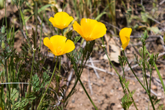 Eschscholzia californica californica