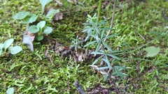 Galium concinnum