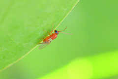 Callirhytis rufescens