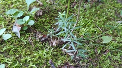 Galium concinnum
