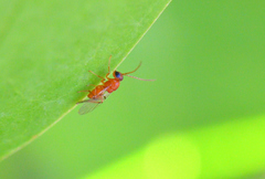 Callirhytis rufescens