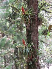 Tillandsia imperialis