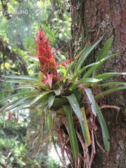 Tillandsia imperialis