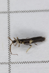 Entomobrya dorsalis