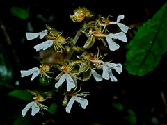Jewel orchid (Pristiglottis)
